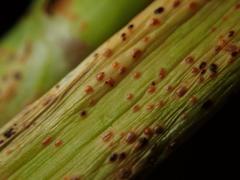Puccinia allii