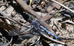 Orthetrum boumiera