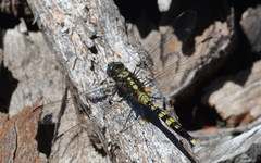 Orthetrum boumiera