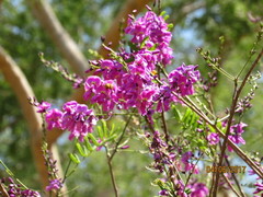 Lonchocarpus hermannii