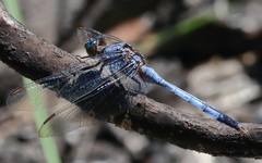 Orthetrum boumiera