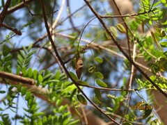 Lonchocarpus hermannii