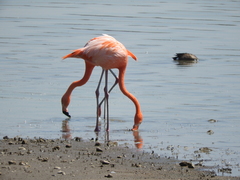 Phoenicopterus chilensis