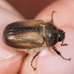 Amphimallon ruficorne