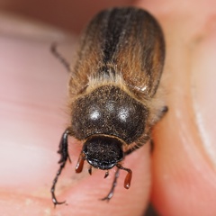 Amphimallon ruficorne