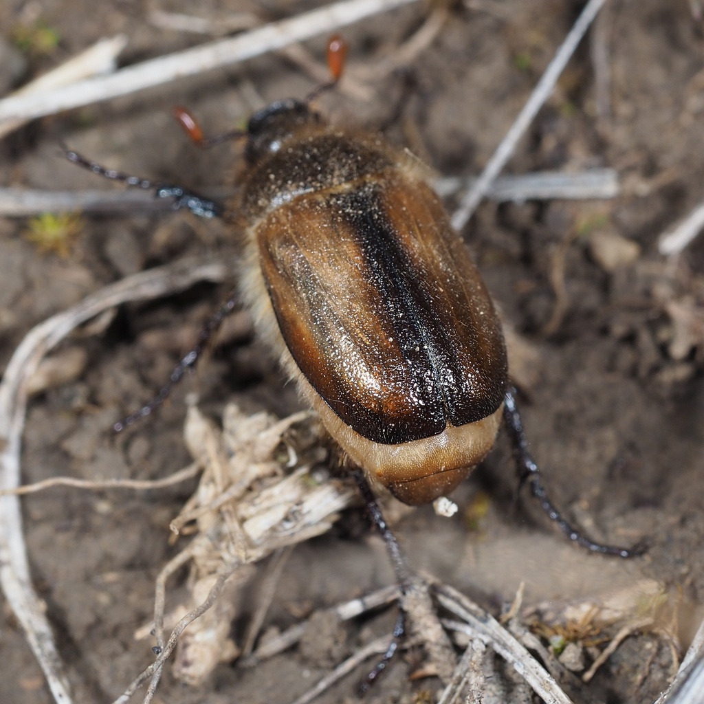 Amphimallon ruficorne
