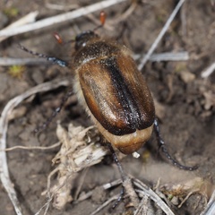 Amphimallon ruficorne
