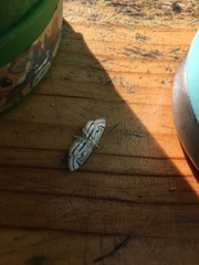 Parapoynx badiusalis