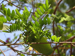 Lonchocarpus hermannii