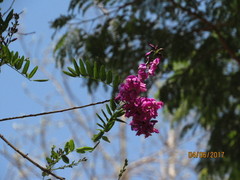 Lonchocarpus hermannii