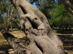 Lonchocarpus hermannii