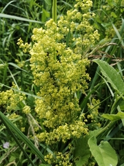 Galium × pomeranicum
