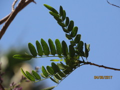Lonchocarpus hermannii