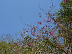Lonchocarpus hermannii