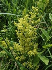 Galium × pomeranicum