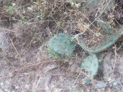 Opuntia cespitosa