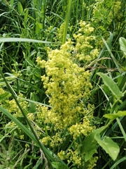 Galium × pomeranicum