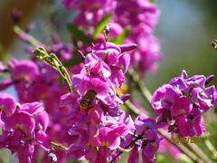 Lonchocarpus hermannii