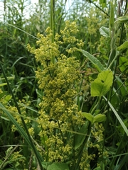 Galium × pomeranicum
