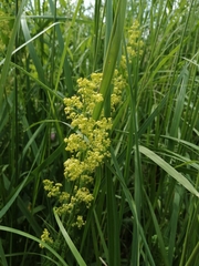 Galium × pomeranicum