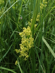 Galium × pomeranicum