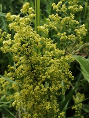 Galium × pomeranicum