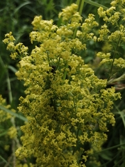 Galium × pomeranicum