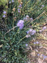 Globularia orientalis