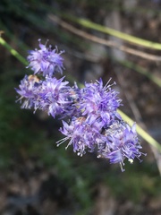 Globularia orientalis