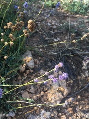 Globularia orientalis