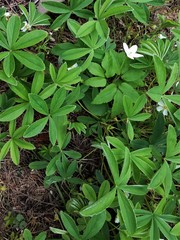 Potentilla alba