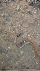 Sibynophis subpunctatus