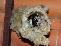 Panyptila cayennensis