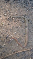 Sibynophis subpunctatus