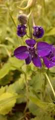 Delphinium consolida