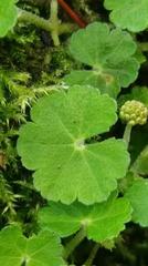 Hydrocotyle setulosa