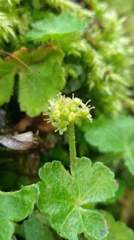 Hydrocotyle setulosa