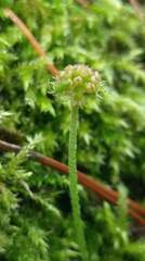 Hydrocotyle setulosa