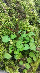 Hydrocotyle setulosa
