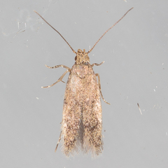 Autostichidae