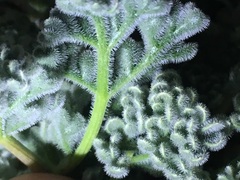 Oreonana clementis