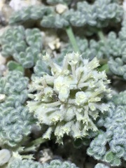 Oreonana clementis