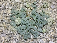 Oreonana clementis