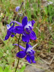 Delphinium gracilentum