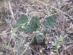 Opuntia cespitosa