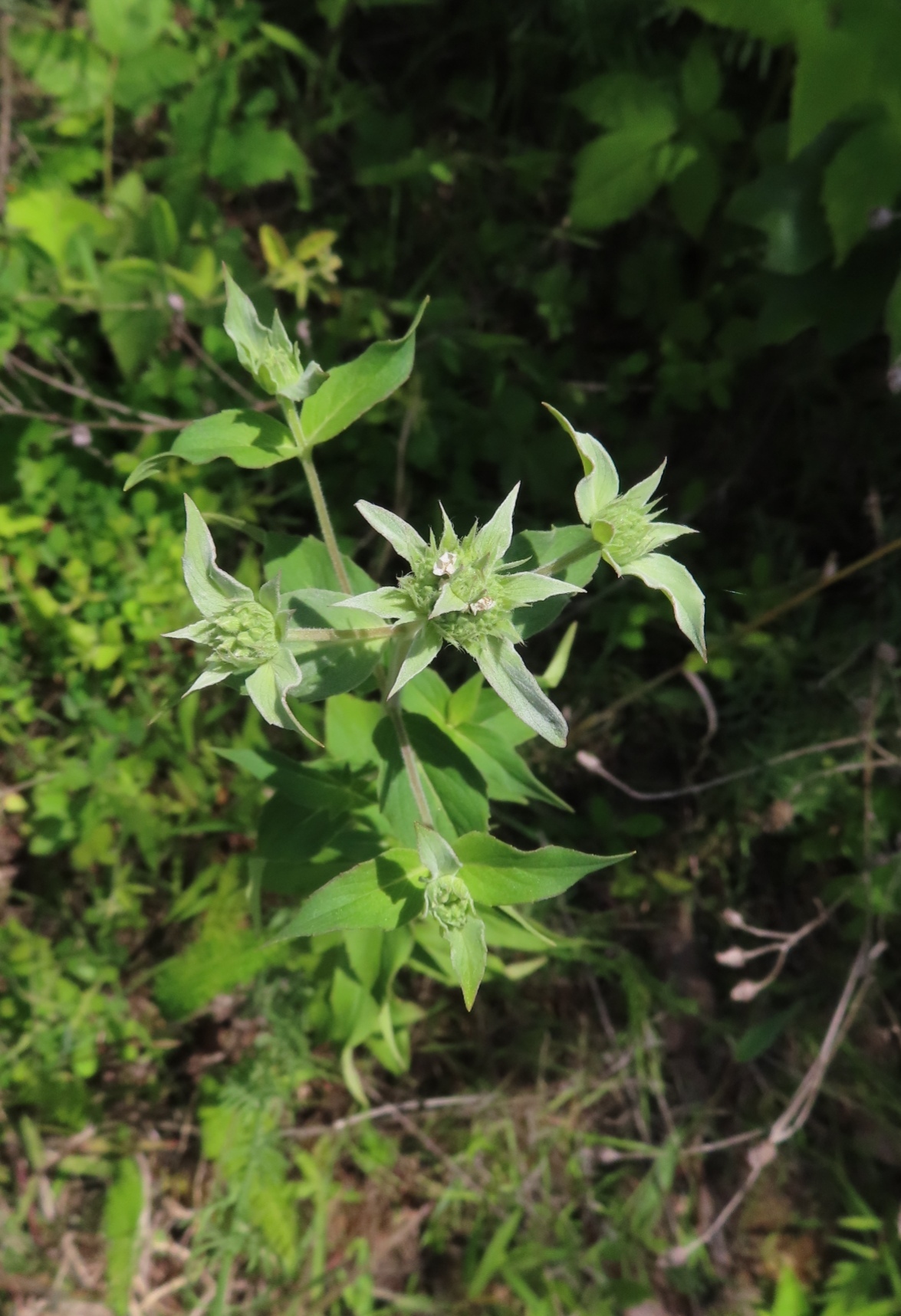Pycnanthemum clinopodioides