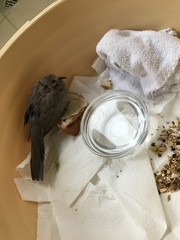 Streptopelia senegalensis