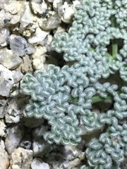 Oreonana clementis