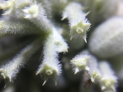 Oreonana clementis
