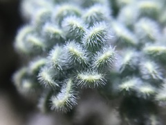 Oreonana clementis